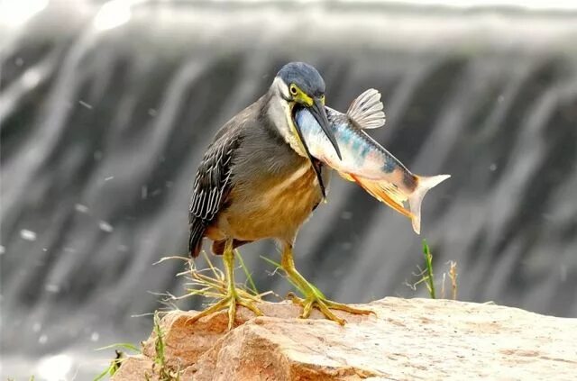 Woman Sets Up Tiny Feeder Cam to Capture Close-Ups of Birds Eating in Her Backya