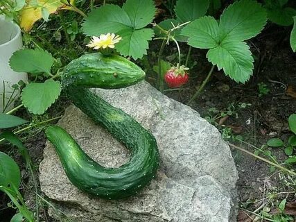 Картинки смешных огурцов