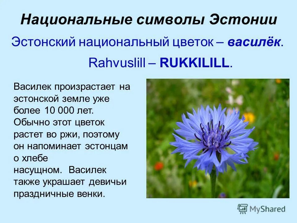 Синий василек предложение. Василек Эстония. Национальные символы Эстонии. Василек символ Эстонии. Национальный цветок Эстонии.