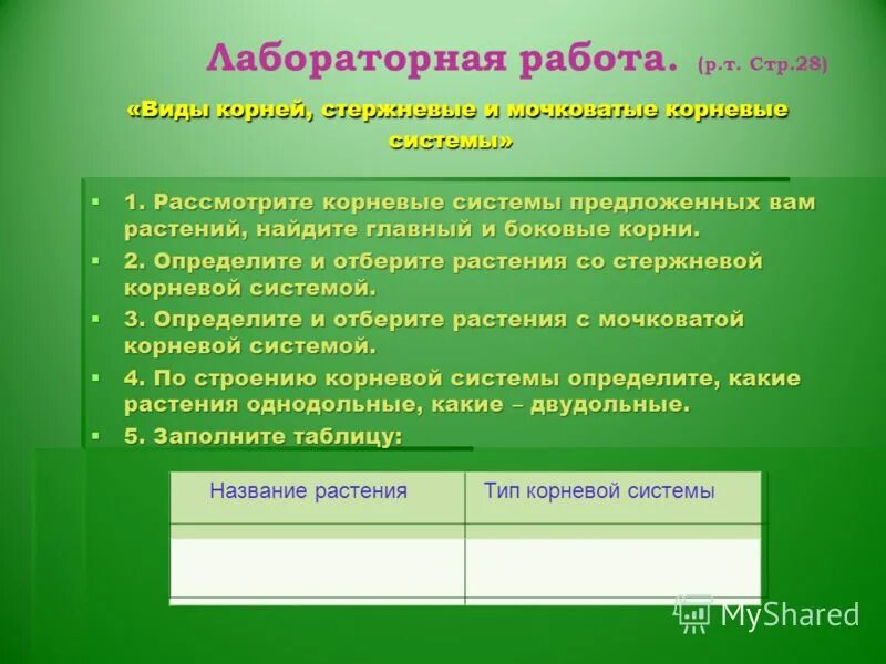 Мочковатая корневая система пшеницы. Строение корневых систем у разных растений таблица. Таблица название растений тип корневой системы. Заполните таблицу типы корневых систем. Особенности строения корневой системы.