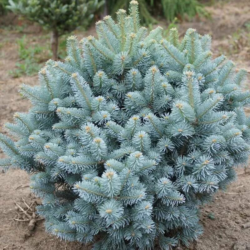 Пихта прокумбенс. Пихта благородная глаука. Пихта шершавоплодная. Пихта одноцветная glauca (глаука). Пихта субальпийская глаука.