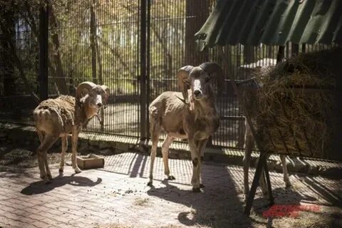 Швейцария парк нижний зоопарк