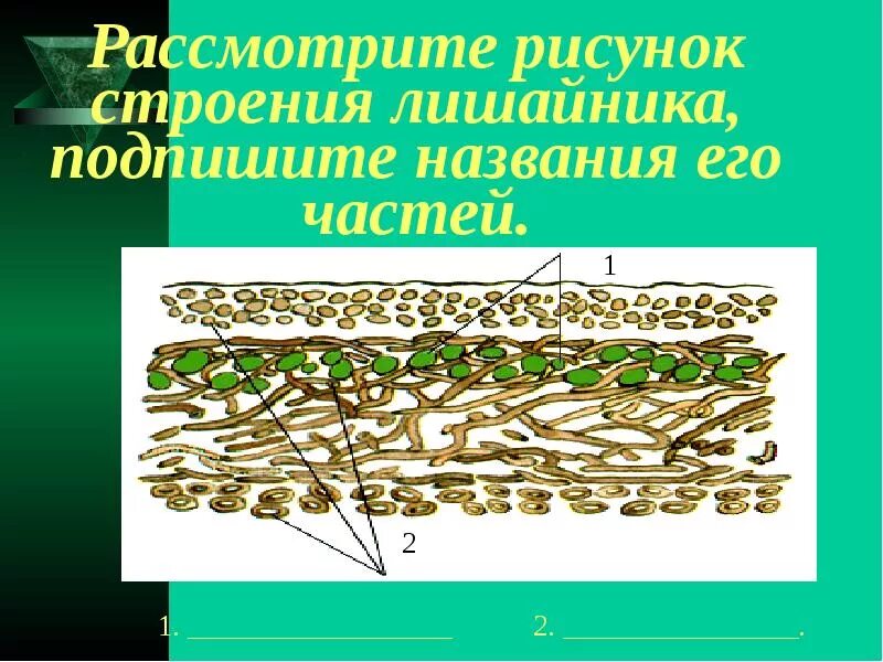 Лишайники биология строение. Модель внутреннего строения лишайника биология 5. Лишайник биология строение. Модель внутреннего строения лишайника 5 класс. Внутреннее строение лишайника.