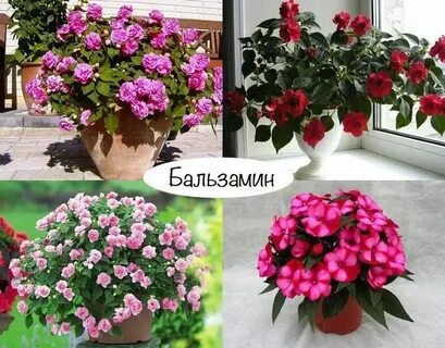 Самая самая цветет круглый