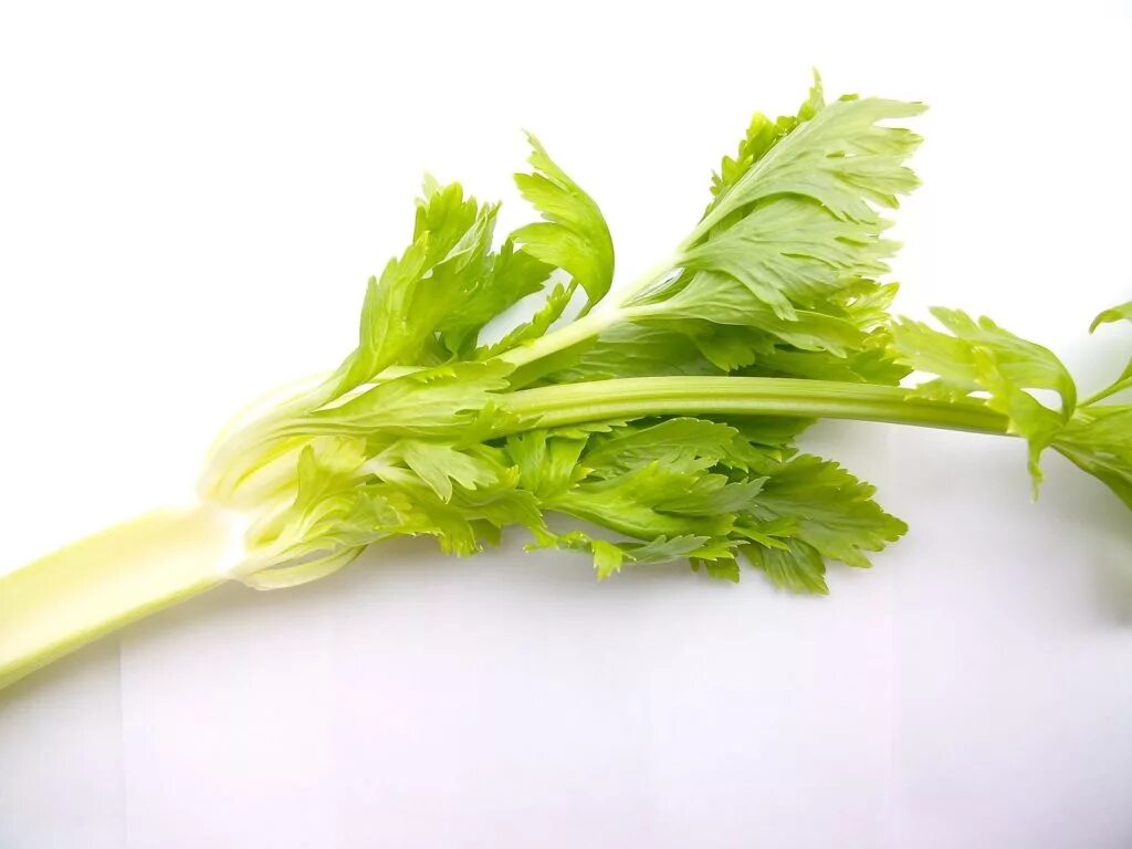 Сельдерей в сыром виде можно есть. Apium graveolens. сельдерей apium graveolens. сельдерей картинка для детей. веточка сельдерея.