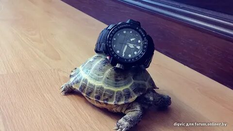 Часы черепаха