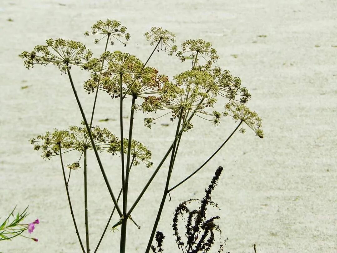 Кориандр медоносное растение. Семейство зонтичные представители. Баркан дикая морковь. Любисток. Названия зонтичных растений.