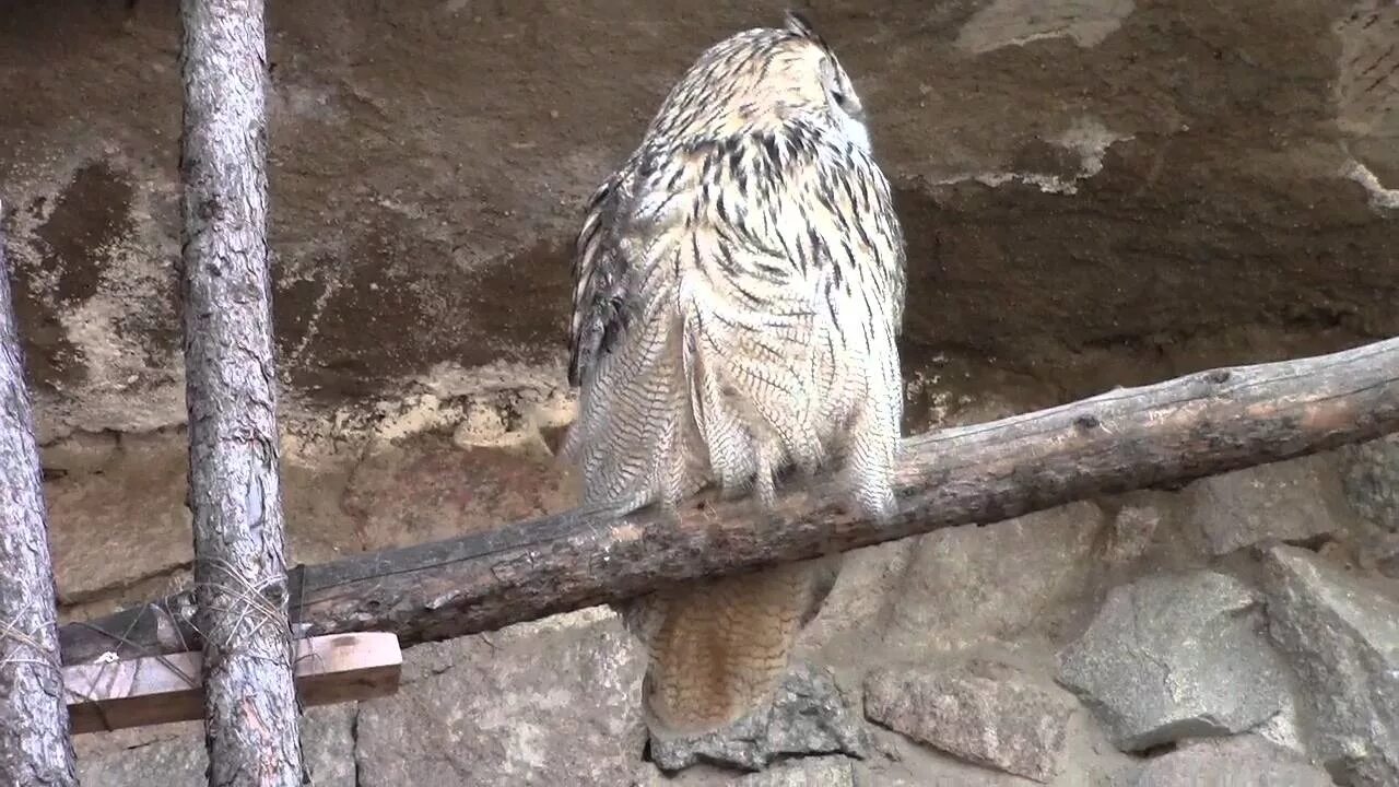 Совята в зоопарке. Филин в московском зоопарке. Зоопарк сова. Зоопарк сова. Ястреб в зоопарке.