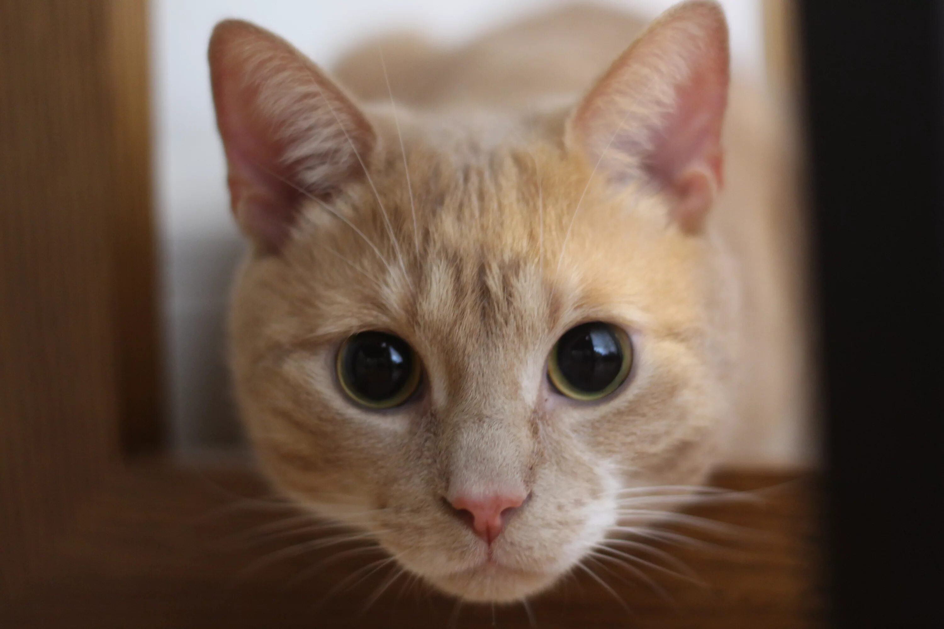 Лицо котенка. Лица котиков. кошачье лицо. фото лица котика.