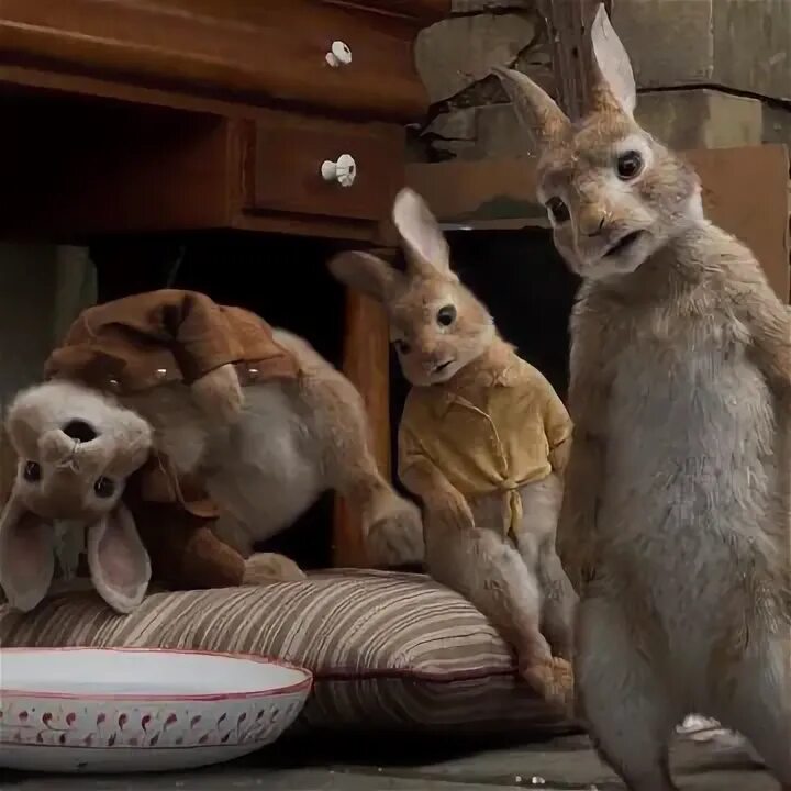 Мопс флопси. Флопси мопси и ватный хвост.