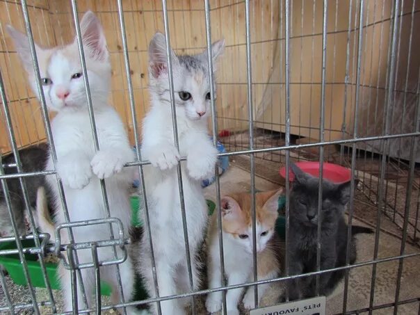 Приют для кошек. Приют для животных кошки. Приют для бездомных котят. Приют для бездомных животных кошки