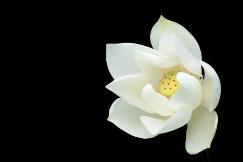 white-lotus-1375660 - Intro to Web Graphics (WEB111-0001) .