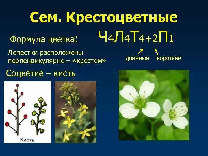 Сколько видов крестоцветных. Сколько видов крестоцветных