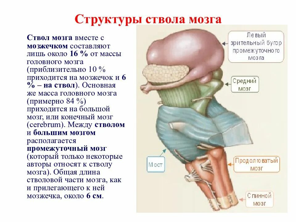 В состав ствола мозга входят. Структуры ствола мозга. Строение ствола мозга. Состав ствола мозга.