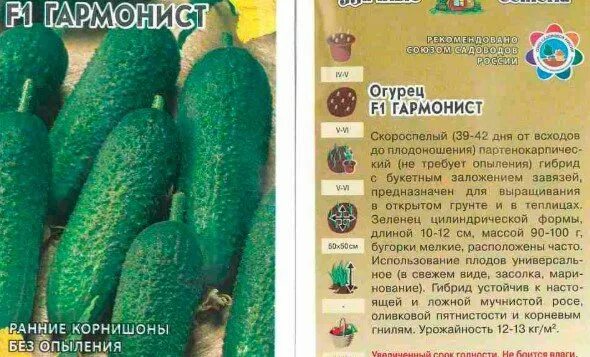 Гармонист огурец описание и отзывы