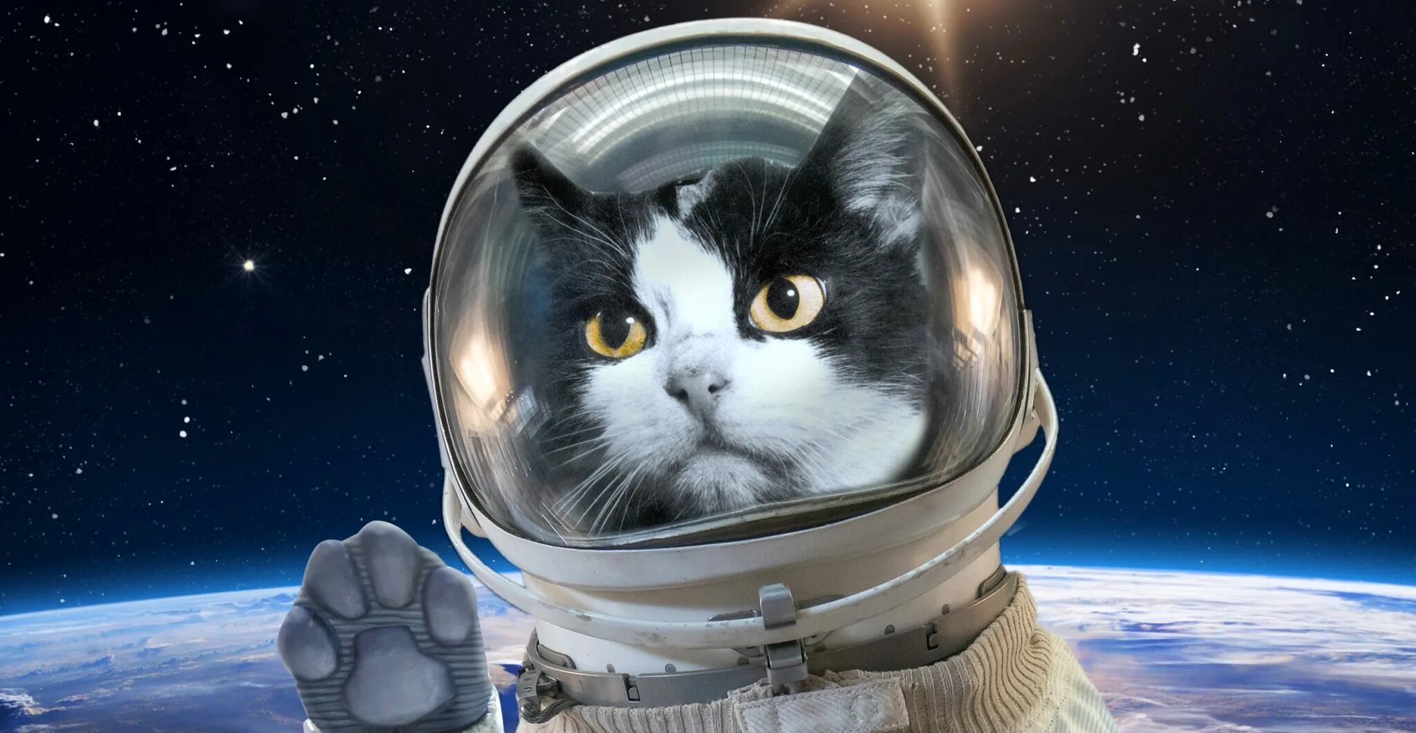 Space animals. Космический кот. Кошка в скафандре. Кот в космосе. Коты космонавты.