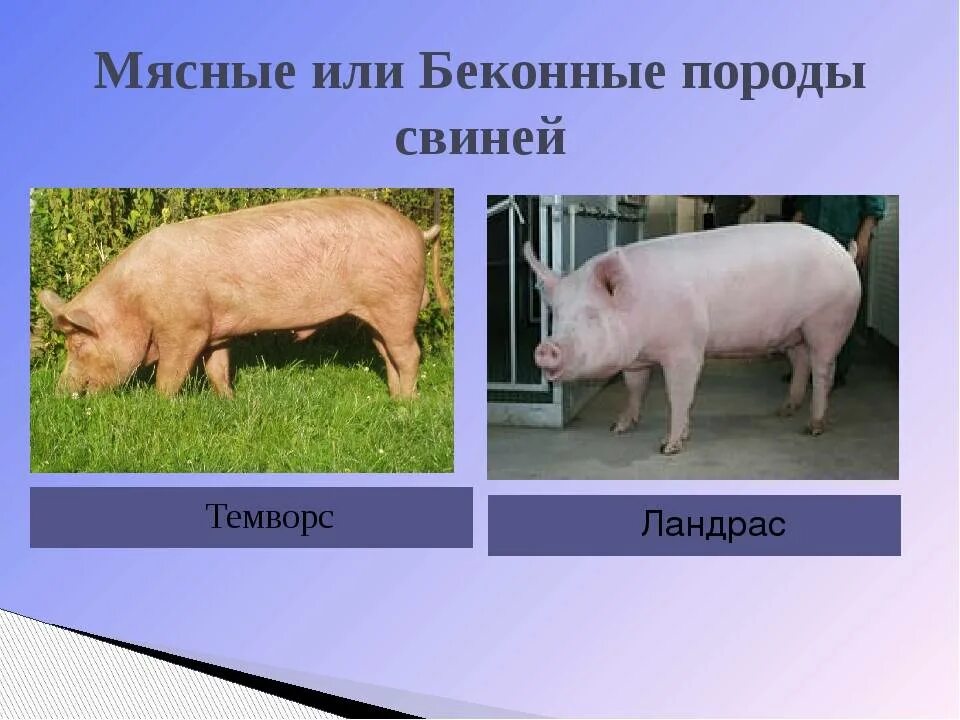 Мясные породы поросят. Породы свиней беконного направления. породы мясного направлениясвмней. породы свиней мясного направления. породы домашних свиней в россии.