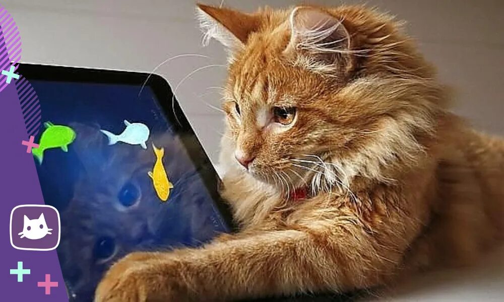 Игры для котиков рыбки. Коты и планшет. Кошка с планшетом. Котик с планшетом. Котик играет в планшет.