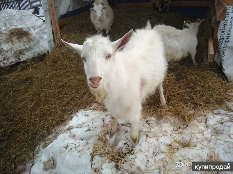 Бычки в чувашии. Телята на авито. Скот авито чувашии. Бык 1 год. Коровы в чувашии.