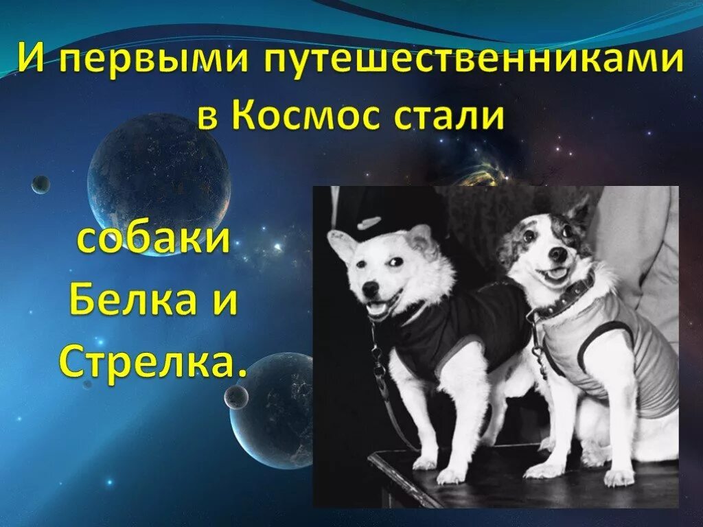 Презентация на тему первый в космосе. Белка и стрелка день космонавтики. Первые собаки в космосе. Белка и стрелка в космосе ко Дню космонавтики. Первые животные полетевшие в космос для дошкольников.