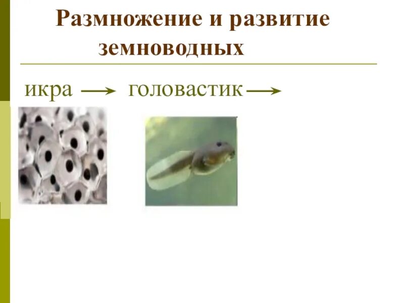 Размножение и развитие земноводных. Размножение и развитие животных 3 класс. Размножение земноводных 3 класс. Размножение и развитие рыб.