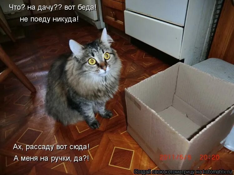 Котоматрица самое смешное. Дача денег. Картинки я после дачи. Хочется на дачу. Кот в огороде.