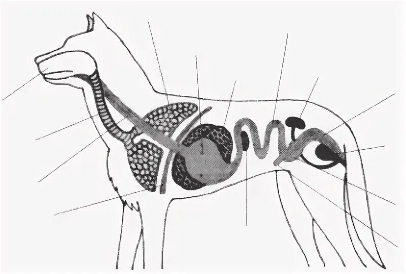 Пищеварительная дыхательная и выделительная системы собаки. Пищевартельнаясистема млекопитающих 7 класс. Пищеварительная дыхательная система собаки. Пищеварительная система млекопитающих собака. Внутреннее строение млекопитающих рисунок