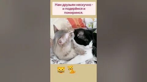 Кот барсик 900 котенок белый 210