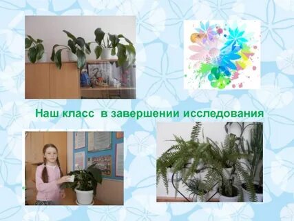 Комнатные растения нашего класса названия растений