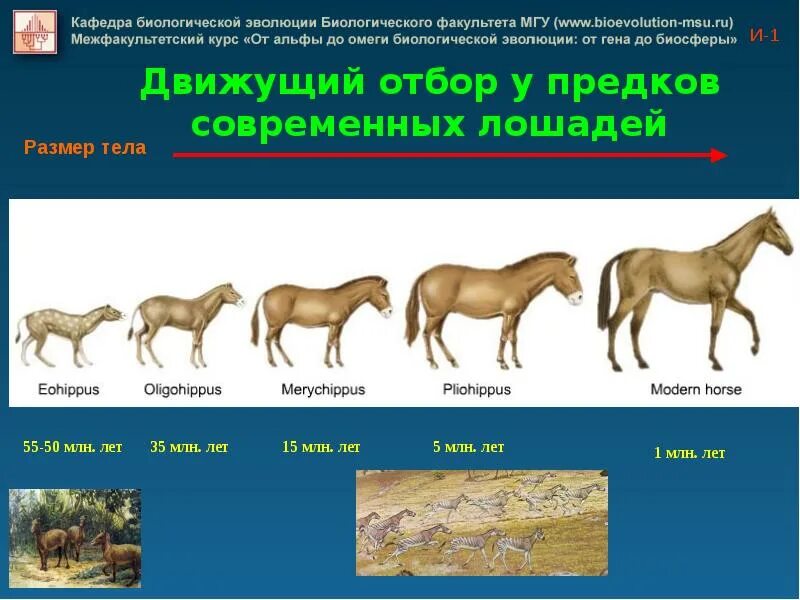 Материал для естественного отбора какая изменчивость. Роль естественного отбора в эволюции. теория эволюции и естественного отбора. отбор в эволюции. ведущая роль естественного отбора в эволюции.