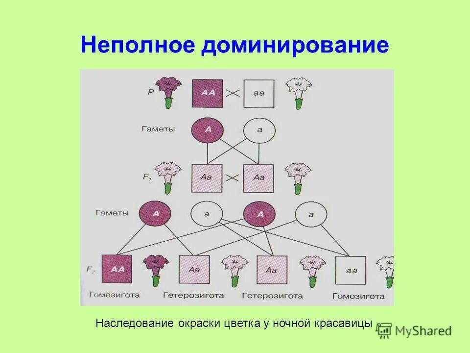 наследование окраски цветков у ночной красавицы. наследование признаков у ночной красавицы. ночная красавица цветок генетика. наследование цвета у ночной красавицы. промежуточное наследование примеры.