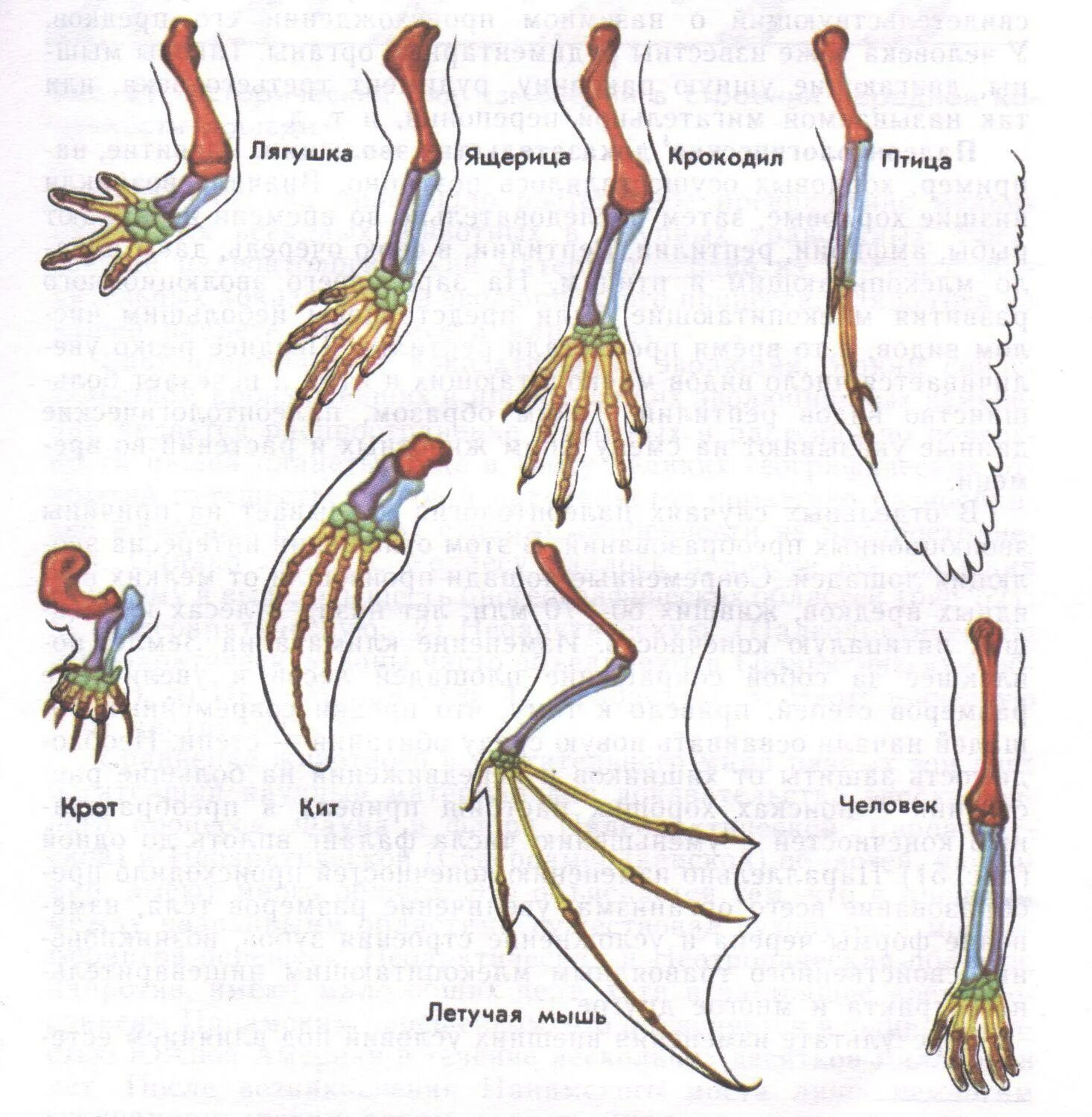 Гомологичные органы крыло птицы и ласты кита. Гомология конечностей позвоночных. Строение передних конечностей позвоночных. Рисунок гомология передних конечностей позвоночных. Сравнительно-анатомические доказательства эволюции.