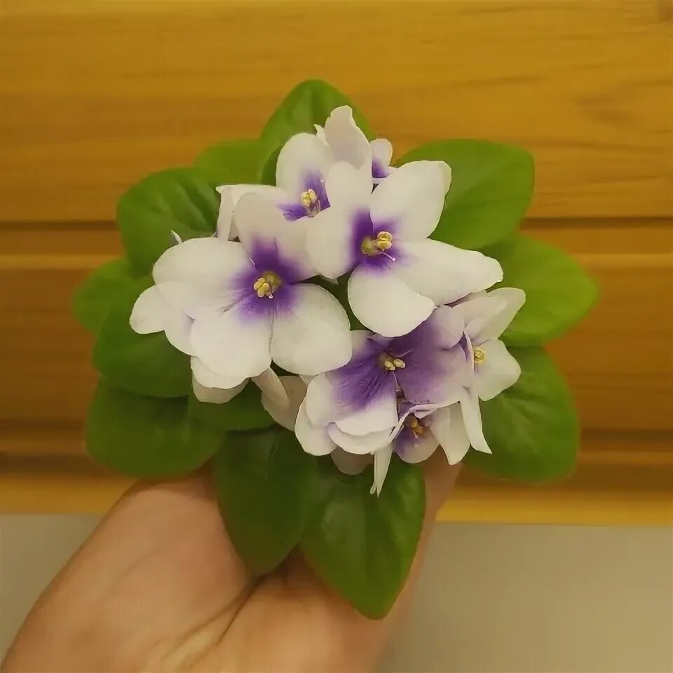 Ле-мятная прохлада (е. Ле-мятная прохлада (лебецкая). Фиалка мятная прохлада полумини. Сорта мини фиалок. Фиалка optimara rocky mountain.