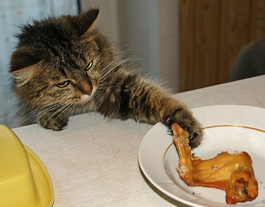 Во сне просят еду. Кошка ворует со стола. Кошки за едой. Кот кушает. Кот тянется за едой.