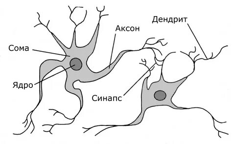 Дендриты аксоны серое вещество
