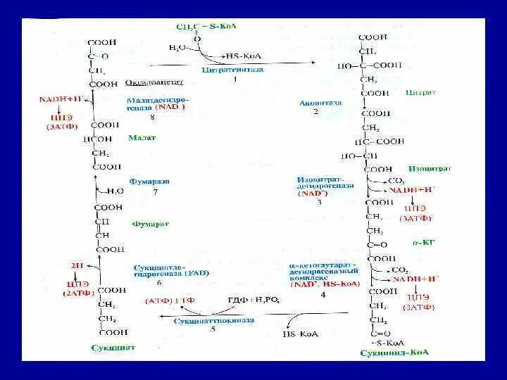 Цикл трикарбоновых кислот цикл Кребса 10 класс. Цикл Кребса биохимия 8 реакций. Циео кребсп 10 реакций. 1 Реакция цикла Кребса. Цитратный цикл