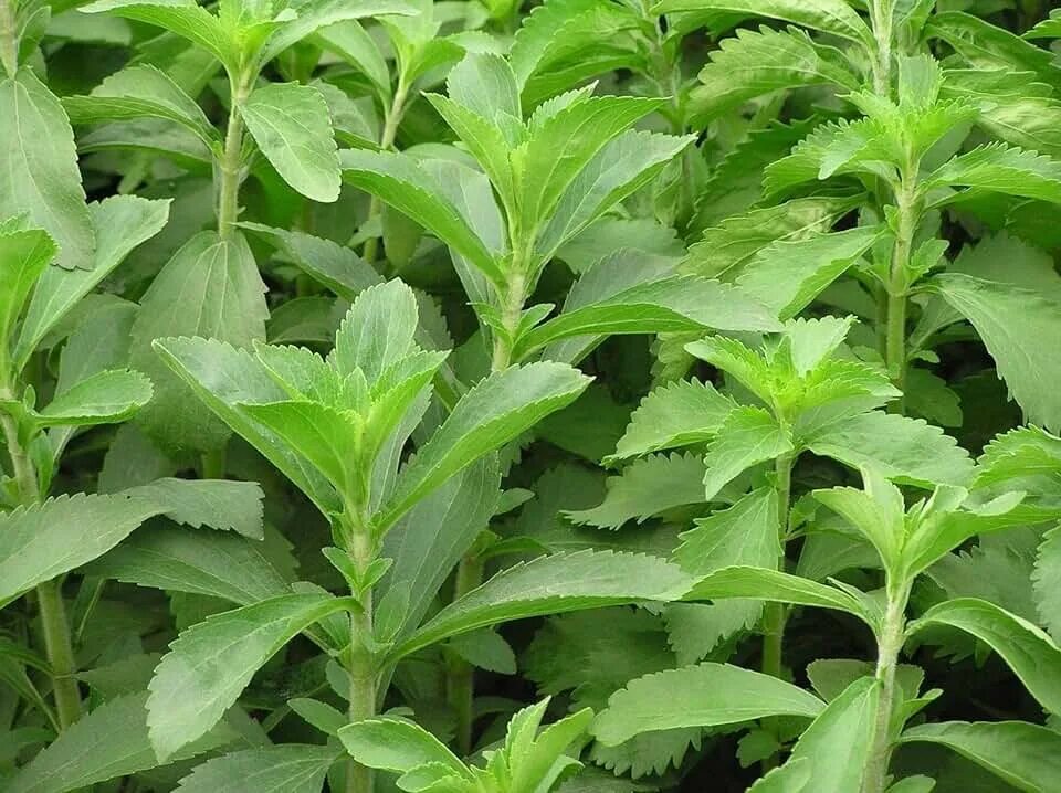 Растентн матча как выглядит растение Japanese Tea Sayama Japan Free photo on Pixabay Best matcha tea, Best matcha,