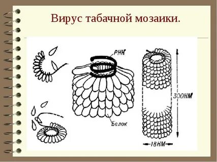 Табачный вирус