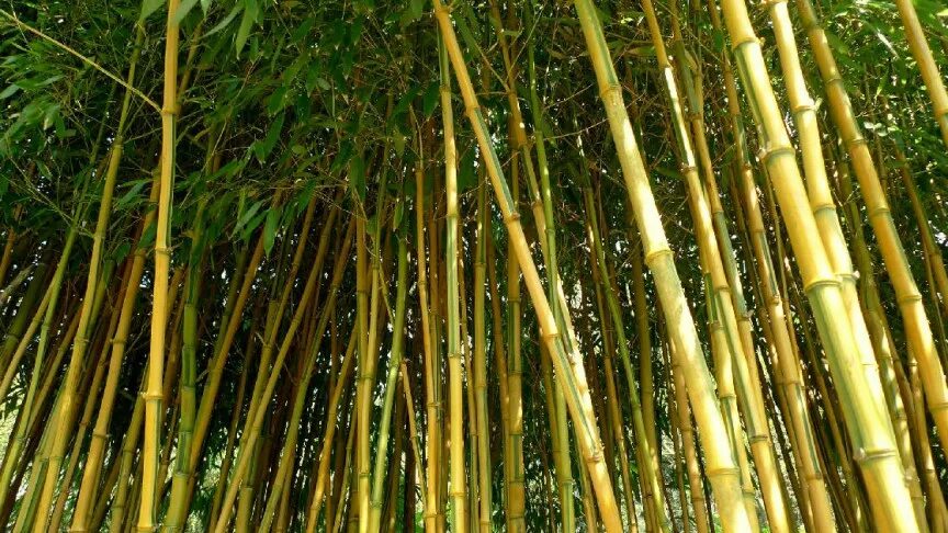 Биг бамбук big bamboo vip. Бамбук листоколосник. Бамбук Мосо Хубэй. Бамбук Moso. "Bamboo" "Bamboo. Bamboo (LP)".