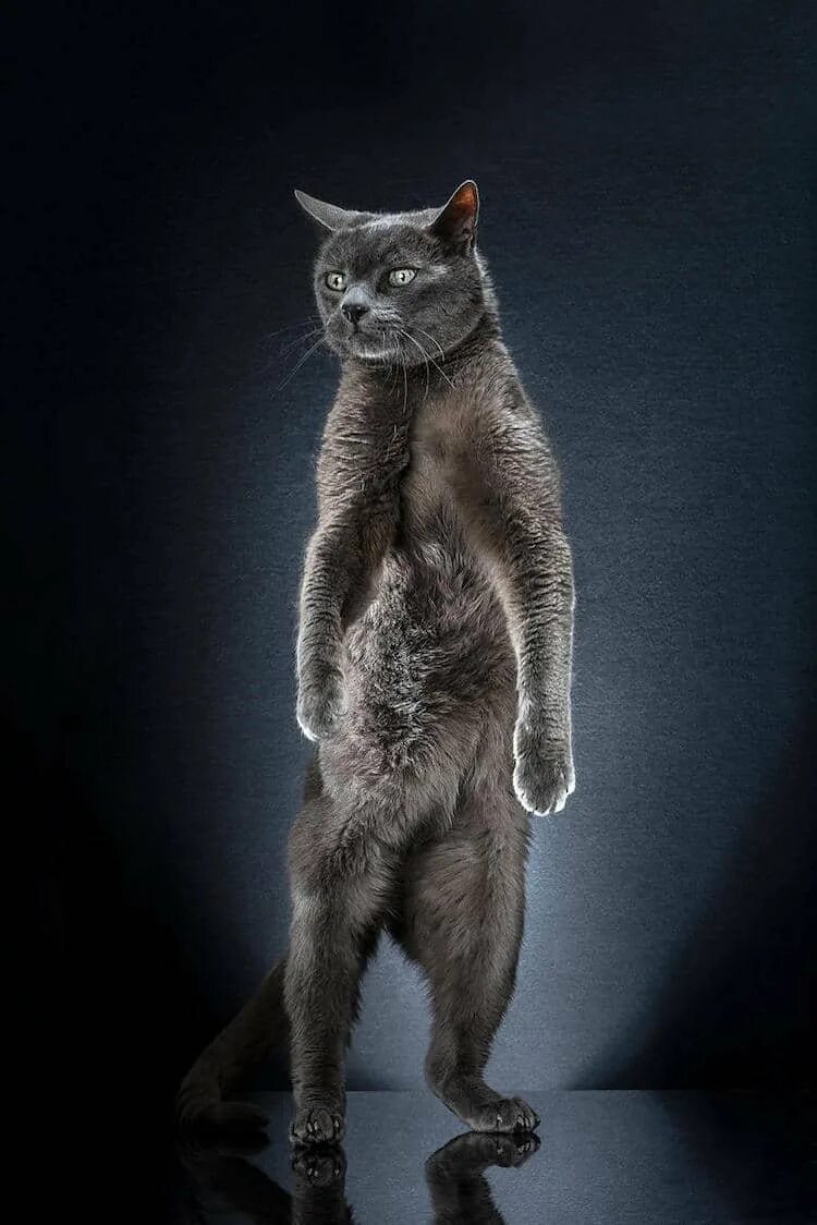 Кот стоит. Кошка в полный рост. котики стоящие на задних лапках. коты стоят на задних лапах.