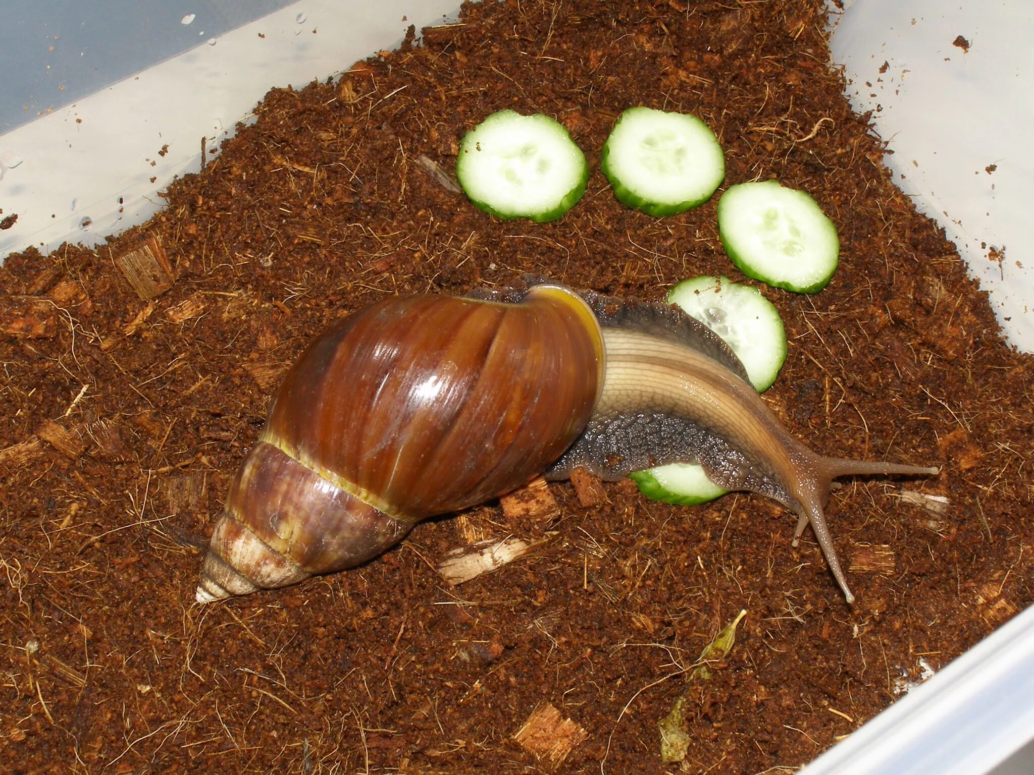 Домик для улитки. Керамзит для улиток. кокосовый домик для улитки. контейнер для улиток.