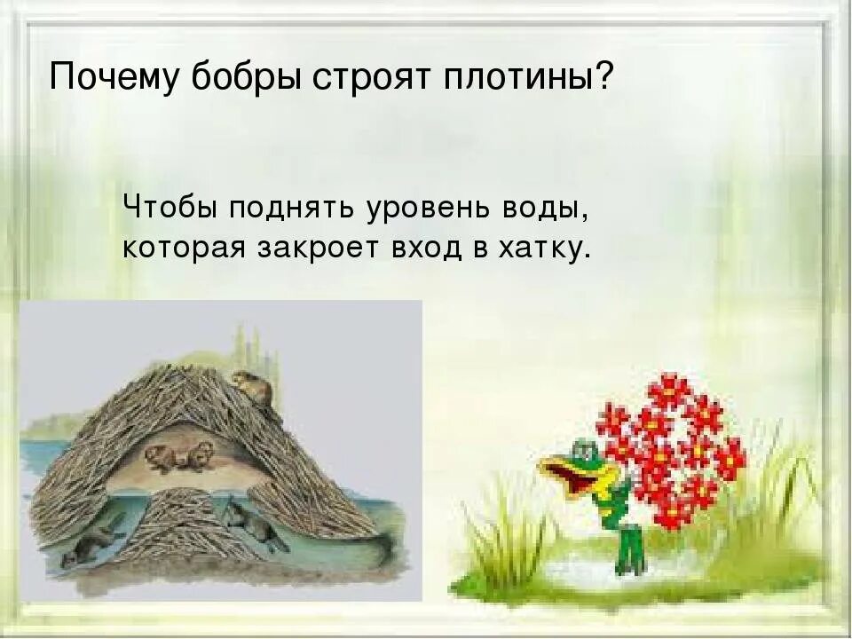 Почему бобра. Зачем блбрв строя поатины. бобры строят плотину. зачем бобры строят дамбы. зачем бобрам плотина.