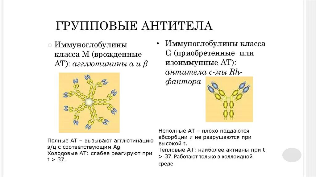 Иммуноглобулин титр. Групповые антитела крови. Групповые антитела при беременности. Неполные антитела. Группы антител (иммуноглобулинов).