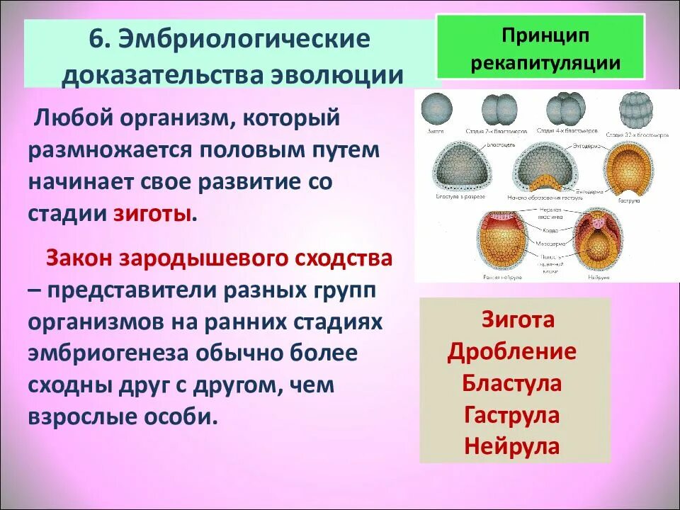 Эмбриональные доказательства эволюции. Эмбриологические док-ва эволюции. Рекапитуляция эмбриогенеза. Эмбриологические доказательства эволюции таблица