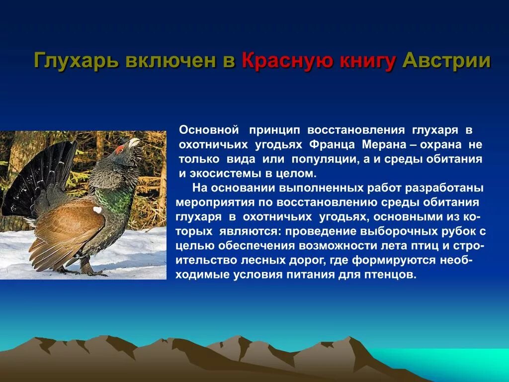 Почему глухарь называется глухарем. Глухарь птица среда обитания. Глухарь красная книга. Глухарь занесен в красную книгу. Глухарь красная книга России.