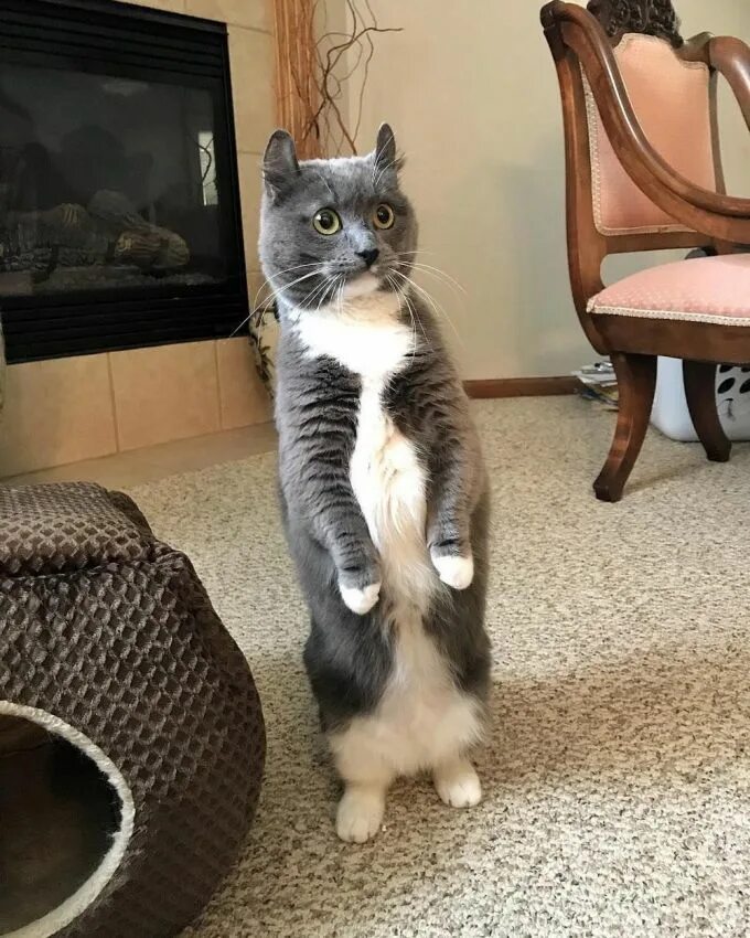 Самых смешных кошечек