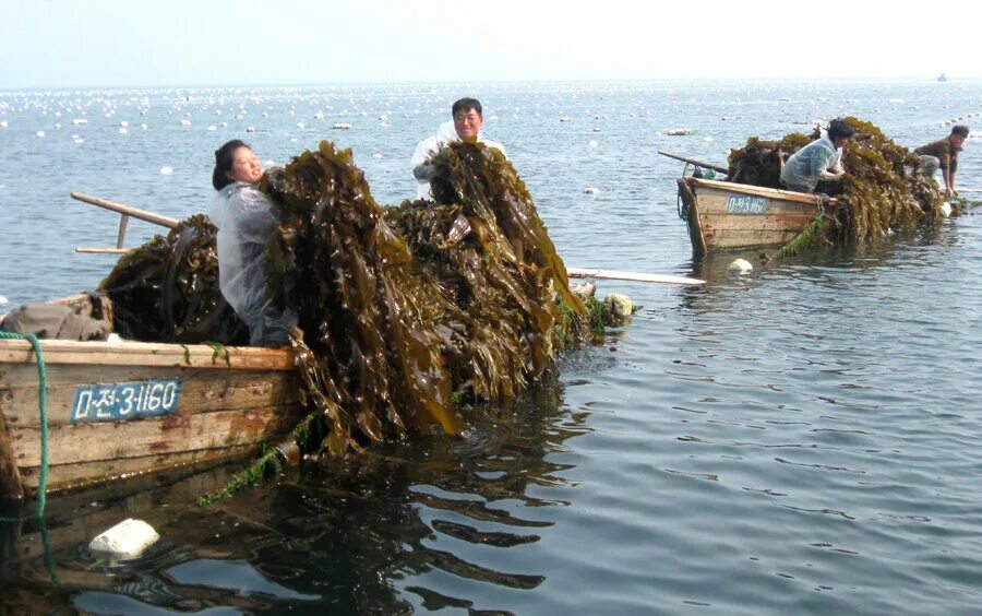 Как добывают морскую