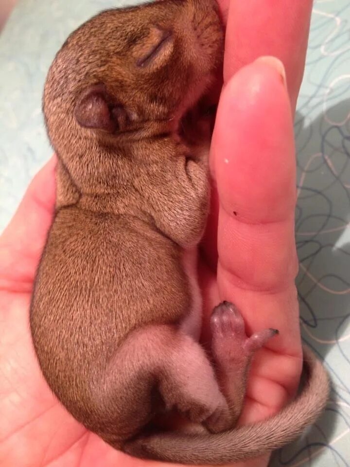 родившийся бельчонок. родившийся бельчонок. новорожденный бельчонок. малыш бельчонок. новорожденные бельчата дегу.