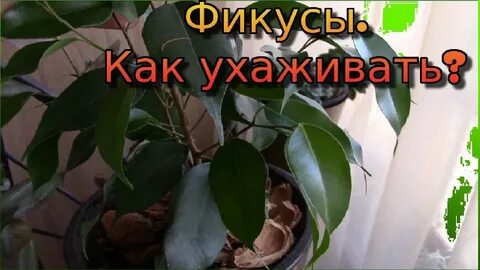Любит ли фикус
