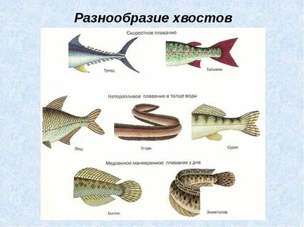 Плавники рыбы что делают
